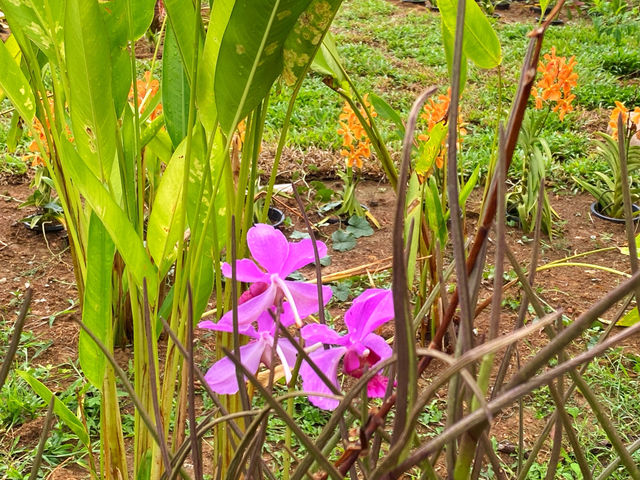 Laman Anggerik Taman Botani Putrajaya – A Floral Paradise in the Heart of Putrajaya Laman Anggerik Taman Botani Putrajaya – A Floral Paradise in the Heart of Putrajaya