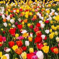 🌷横浜公園のチューリップと近場観光の組み合わせプラン