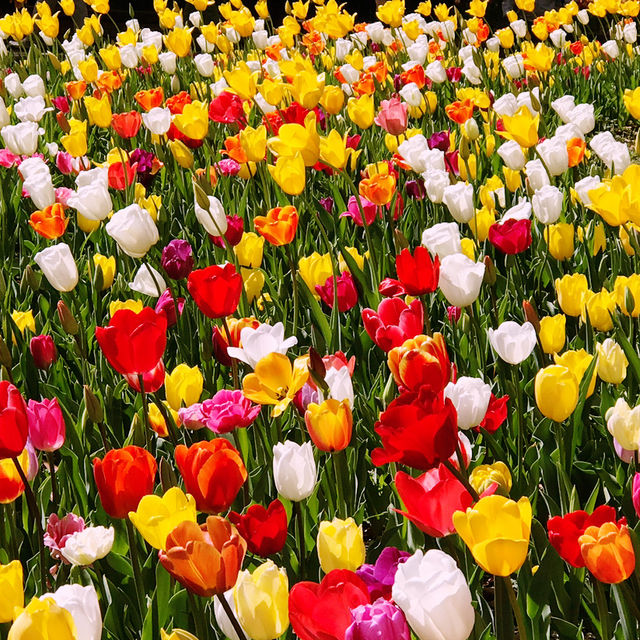 🌷横浜公園のチューリップと近場観光の組み合わせプラン