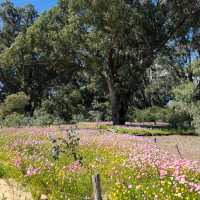 A Floral Symphony at Kings Park and Botanic Garden