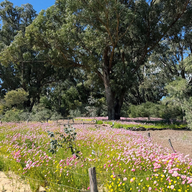A Floral Symphony at Kings Park and Botanic Garden