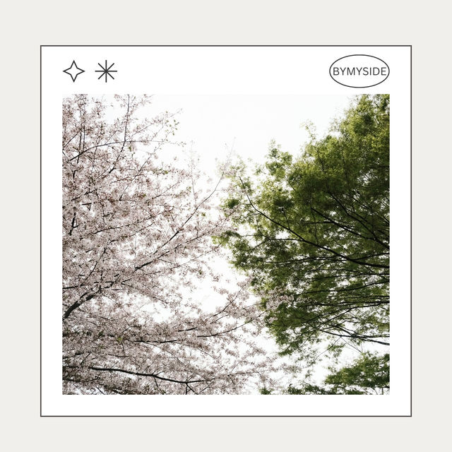 🌸 Chidorigafuchi Park – อุโมงค์ซากุระริมคูน้ำ