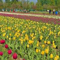 Tulip Garden - Kashmir 🇮🇳