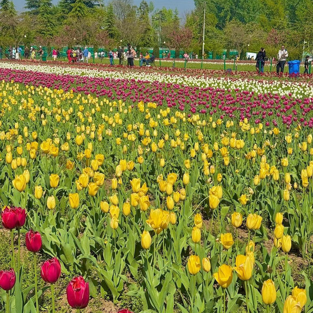 Tulip Garden - Kashmir 🇮🇳