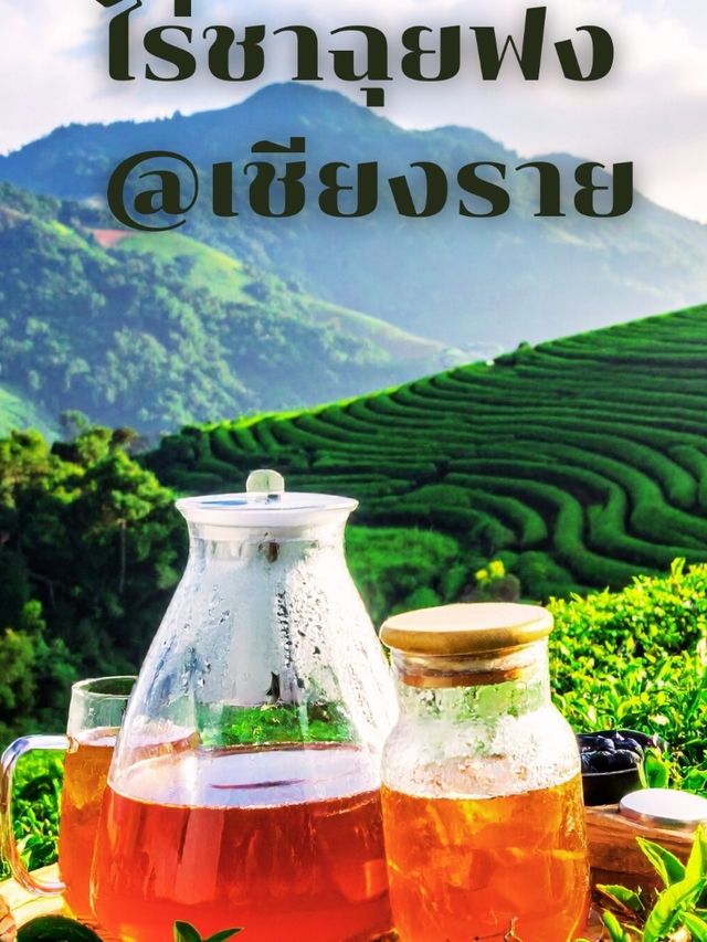ไร่ชาฉุยฟง @เชียงราย ไร่ชาฉุยฟง @เชียงราย