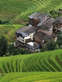 A Living Canvas: Longji Through Time and Season