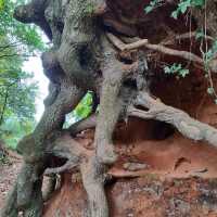 Danes Wood – Woodland Charm in Killerton Estate, Devon