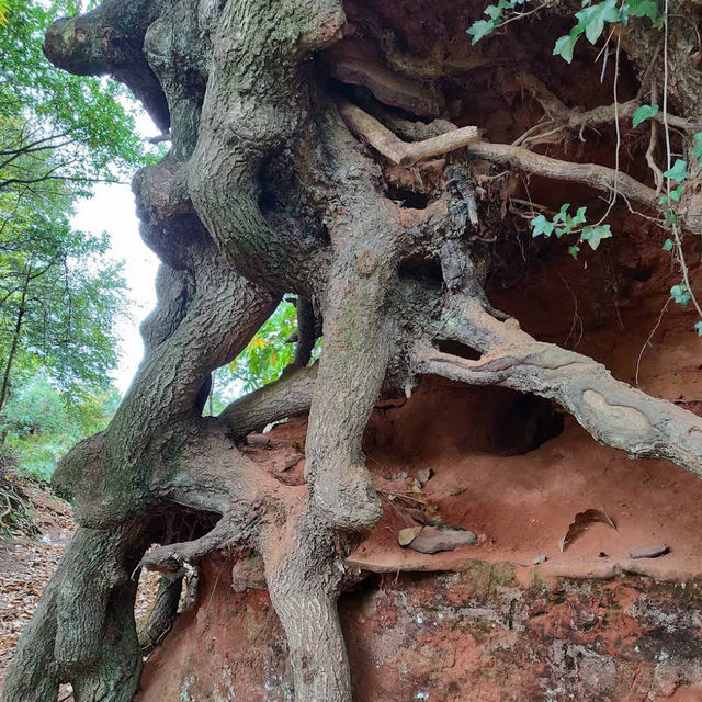 Danes Wood – Woodland Charm in Killerton Estate, Devon