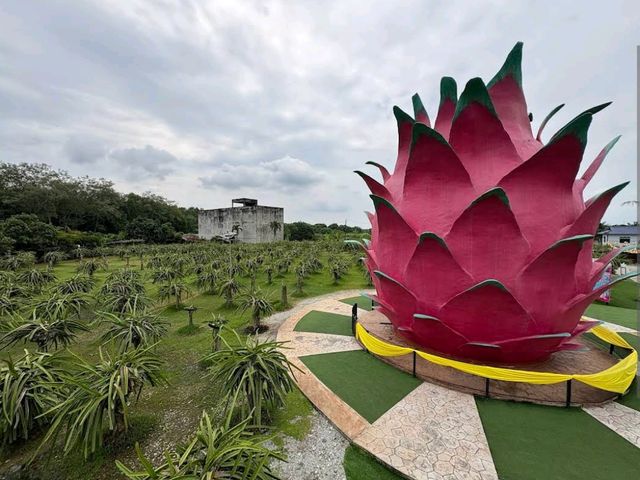 Dragon Fruit Eco Farm Dragon Fruit Eco Farm
