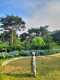 역대급 수국동산이 펼쳐지는 광주 정원카페