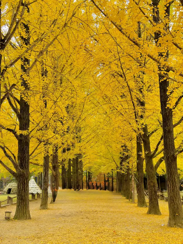 Nami Island... in the season where hearts melt along with golden leaves.