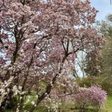 Winterthur Museum, Garden & Library