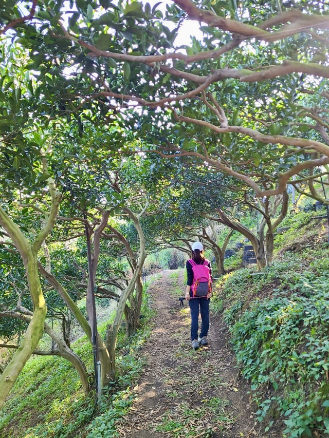 【新田步道・輕登小百岳-聚興山｜的山林小旅行】