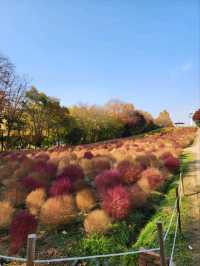 ⭐서울 올림픽공원 하루 코스 – 거대한 엄지상 구경하고, 가을 댑싸리 걷고, 청와옥에서 마무리!