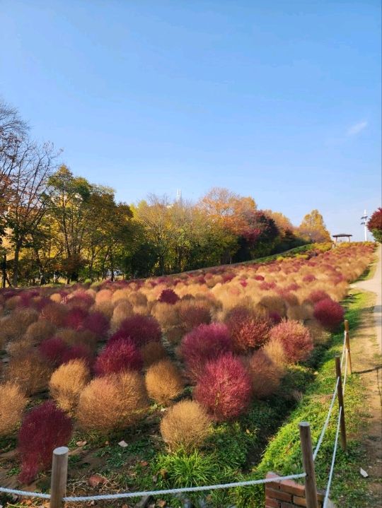 ⭐서울 올림픽공원 하루 코스 – 거대한 엄지상 구경하고, 가을 댑싸리 걷고, 청와옥에서 마무리!