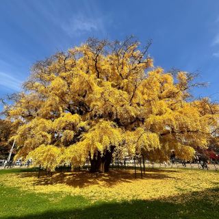 インチョン 🪾チャンスドンのイチョウの木
