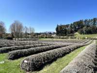 Wanaka Lavender Farm🪻💜