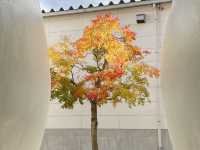 來青森、八戶，千萬不可錯過的「十和田市當代美術館」