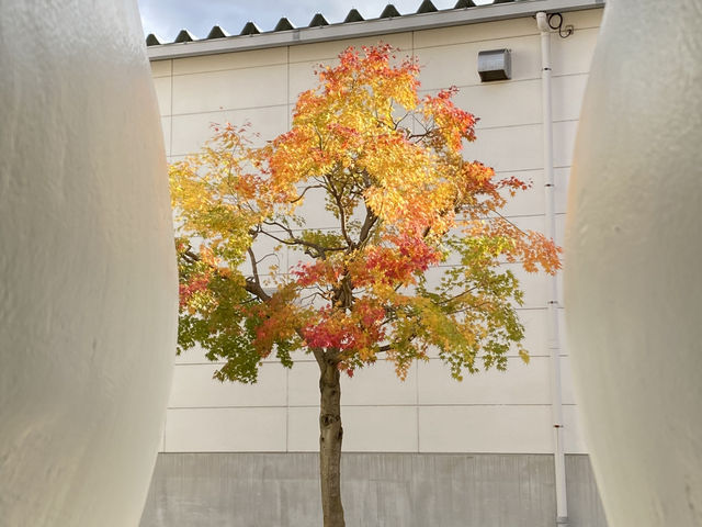 來青森、八戶，千萬不可錯過的「十和田市當代美術館」