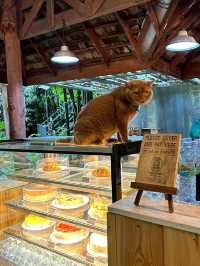 Ted du coffee @แม่กำปอง