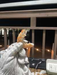 서해바다 앞 펜션&글램핑 <태안 센티마르펜션>