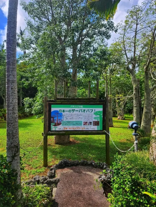 日本沖繩🌊|東南植物樂園🌲猴麵包樹