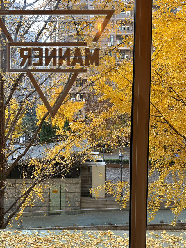 🍂 黃金城道步道｜銀杏滿開的季節 Manner有最佳窗景！