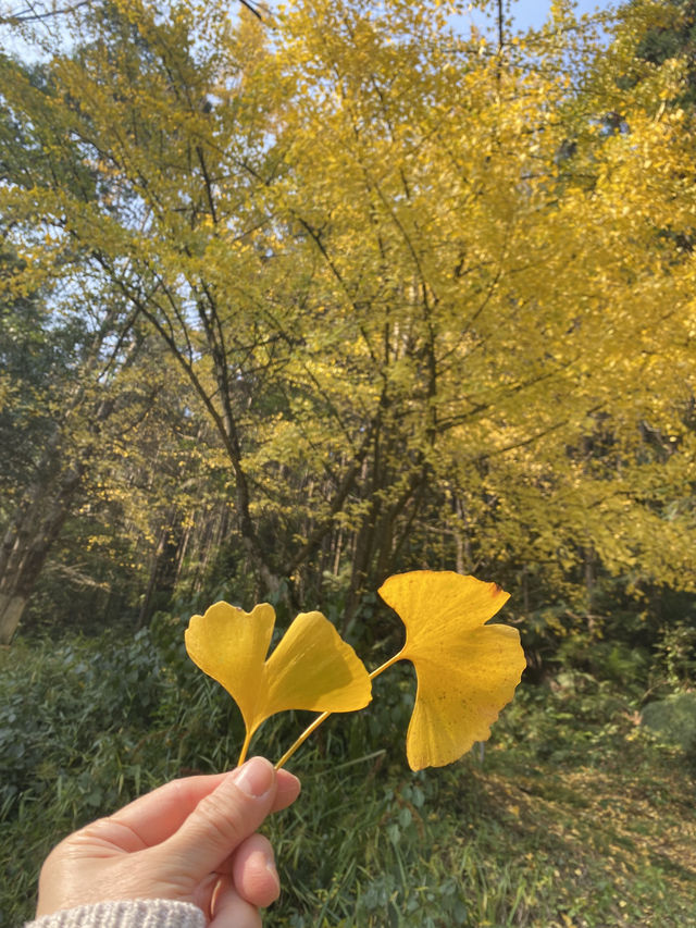 不用飛韓國及日本,在中國廣東也可看到超美的銀杏🤩🤩 不用飛韓國及日本,在中國廣東也可看到超美的銀杏🤩🤩
