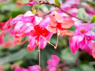 Flower Power Views🌸