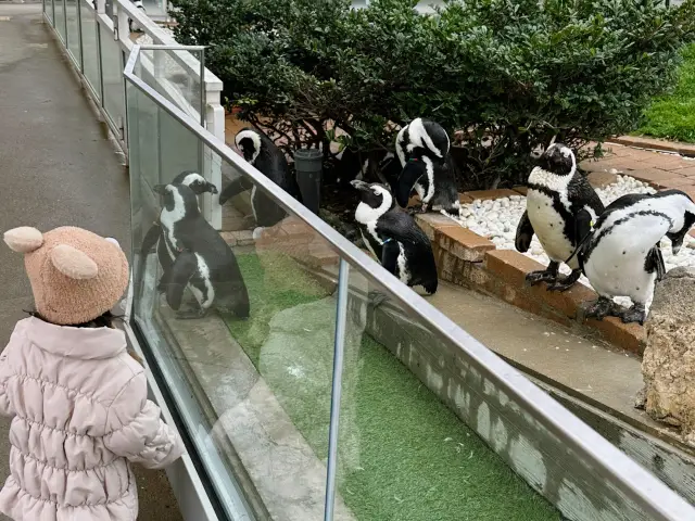 Fukuoka Marine World Uminonakamichi｜Get up close with penguins & feed sea lions
