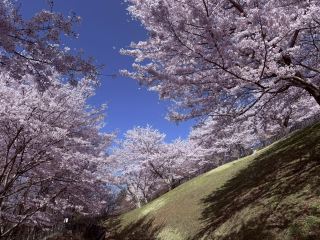 Fuji Blossom Dream🌸 🗻 