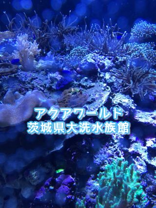 🇯🇵【茨城】 平日大洗が最高すぎた！海辺の癒やしの水族館旅🐬✨アクアワールド・大洗水族館