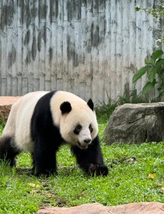 歷經無數次趕路式的觀光,終於學會放下對網紅場景、盛大遊歷的執著,不再為了打卡而奔赴熱潮,隻願以松弛心境,漫走無人追逐的老城巷陌,在最平凡的市井日常裡,尋覓屬於自己的旅途清歡。這裡沒有刻意修飾的風景,沒有熙攘的遊客,只有世代延續的生活氣息,三餐煙火、朝夕光影,皆是最真實的人間模樣。晨起不慌不忙,隨意落座路邊早餐小攤,現磨的茶飲溫潤回甘,搭配外酥內軟的街頭點心,粗瓷餐具承載著簡單餐食,沒有精致包裝,卻有直抵人心的踏實溫暖。白日閒暇,倚坐樹蔭之下的老茶攤,看茶葉在滾水中徐徐舒展,淡香縈繞鼻尖,靜觀巷中百態:老者閒坐搖扇閒談,路人緩行隨意觀景,小販從容打理攤位,萬物皆有節奏,不急不躁、不慌不忙。傍晚的巷弄最是溫柔,路燈微光溫柔籠蓋街巷,小攤飄出陣陣樸實食香,簡單的煎炸滷煮,沒有奢華菜式,卻能治愈整日的浮躁。我們總習慣向外追尋精彩,執迷於絢麗的視覺轟動,將旅途的意義綁定在熱門景點與網美畫面,最終徒留奔波的疲憊。殊不知旅途的真義從不在打卡數與風景的盛大,而在內心的松弛與感知美好的能力。學會捨棄浮華的執念,安於當下的一食一息、一燈一景,在平凡烟火中沉淀心境、通透自我。黃庭堅云:「人間有味是清歡。」褪去喧囂、放下執求,尋常巷陌的平淡日常,便是最珍貴的旅途風景。
#新年好去處2026#travel2026