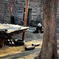 Panda in Beijing Zoo 