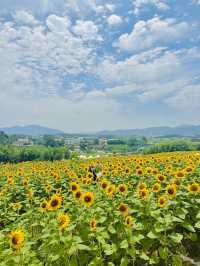 무려 40만송이! 끝없이 펼쳐진 해바라기밭🌻🌻