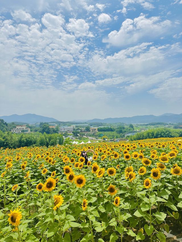 무려 40만송이! 끝없이 펼쳐진 해바라기밭🌻🌻
