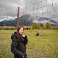 The Beauty of Alaska's Wildlife