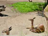 A Day of Fun at San Diego Zoo