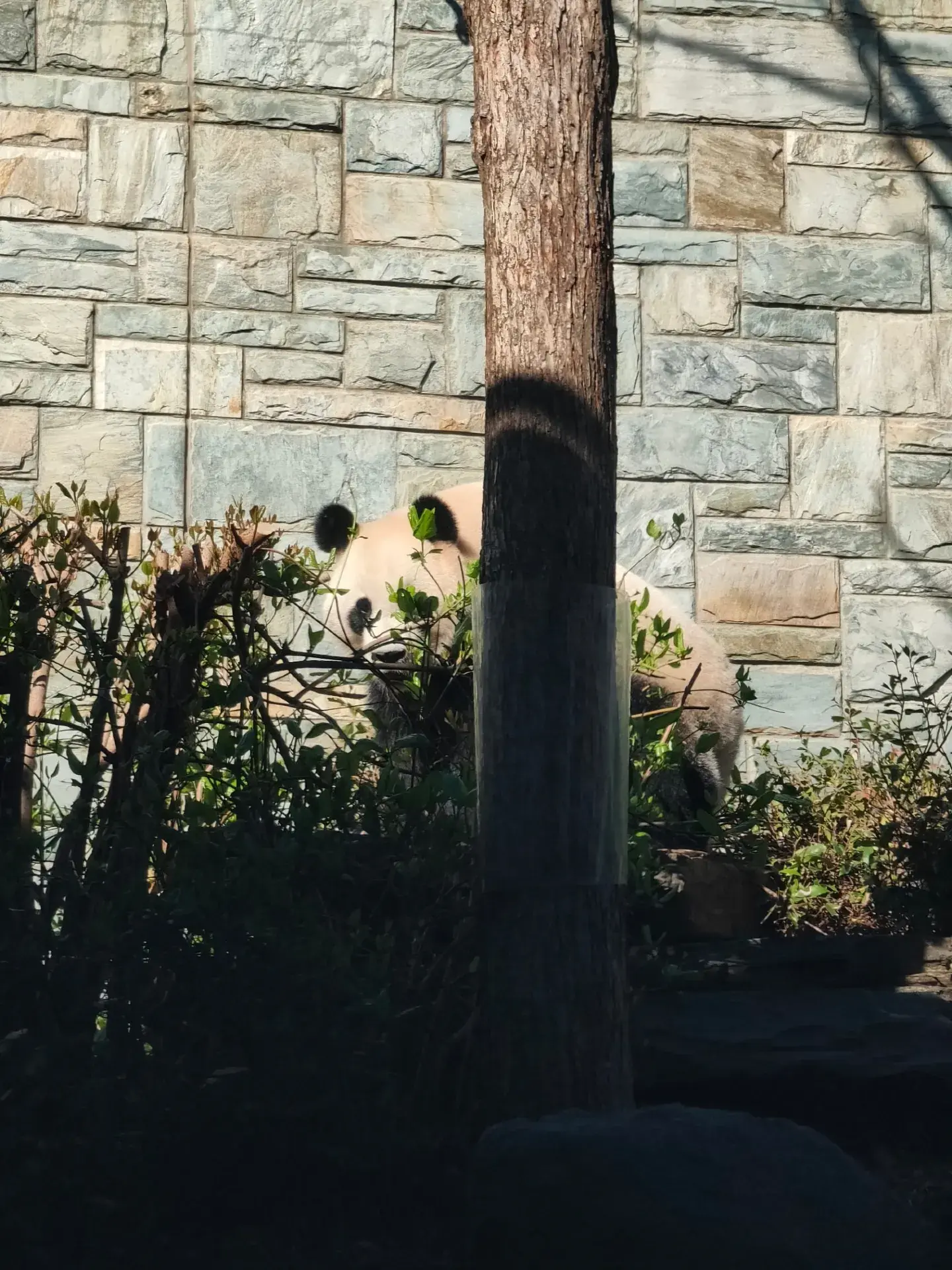 "Kungfu" Panda @Adelaide Zoo