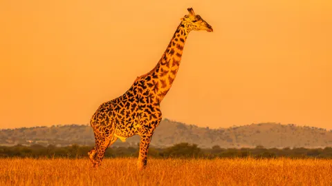 Arusha National Park day Trip — traveler post in Moshi