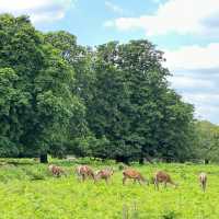 🇬🇧Meeting Wild Deer in London😍