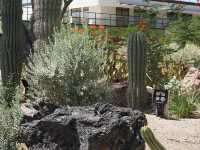 Ethel M Botanical Cactus Garden 🌼