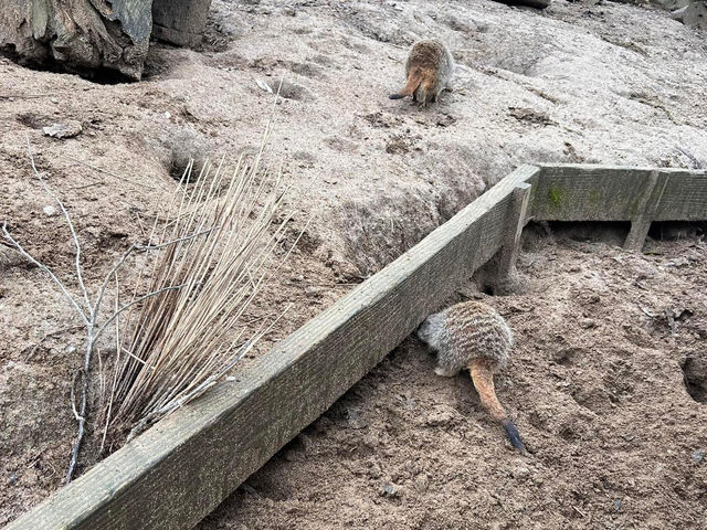 Newquay Zoo 🦒🐘