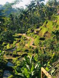 Bali's Tegallalang Rice Terraces