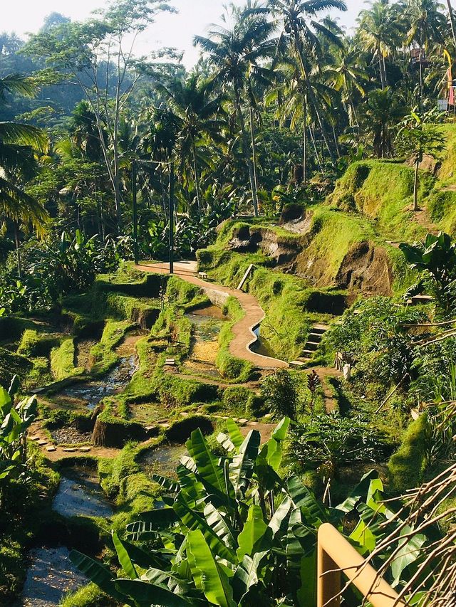 Bali's Tegallalang Rice Terraces