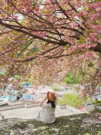 완산칠봉꽃동산 🌸