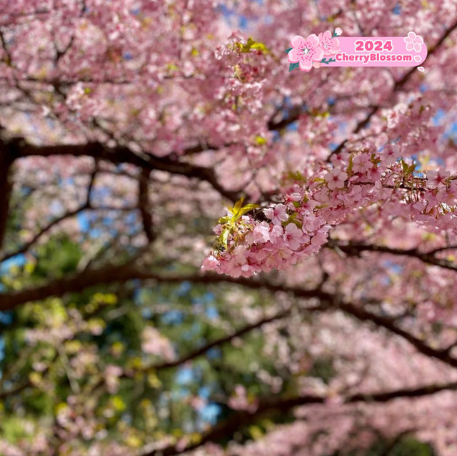 🌸 Cherry Blossom in Japan 🌸