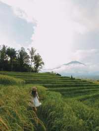 Jatiluwih Rice Terraces