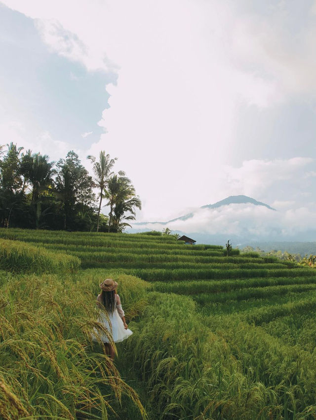 Jatiluwih Rice Terraces