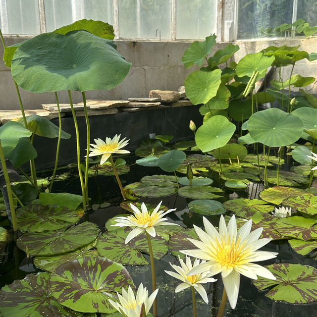 發掘瀕臨絕種稀有植物 倫敦親子一日遊